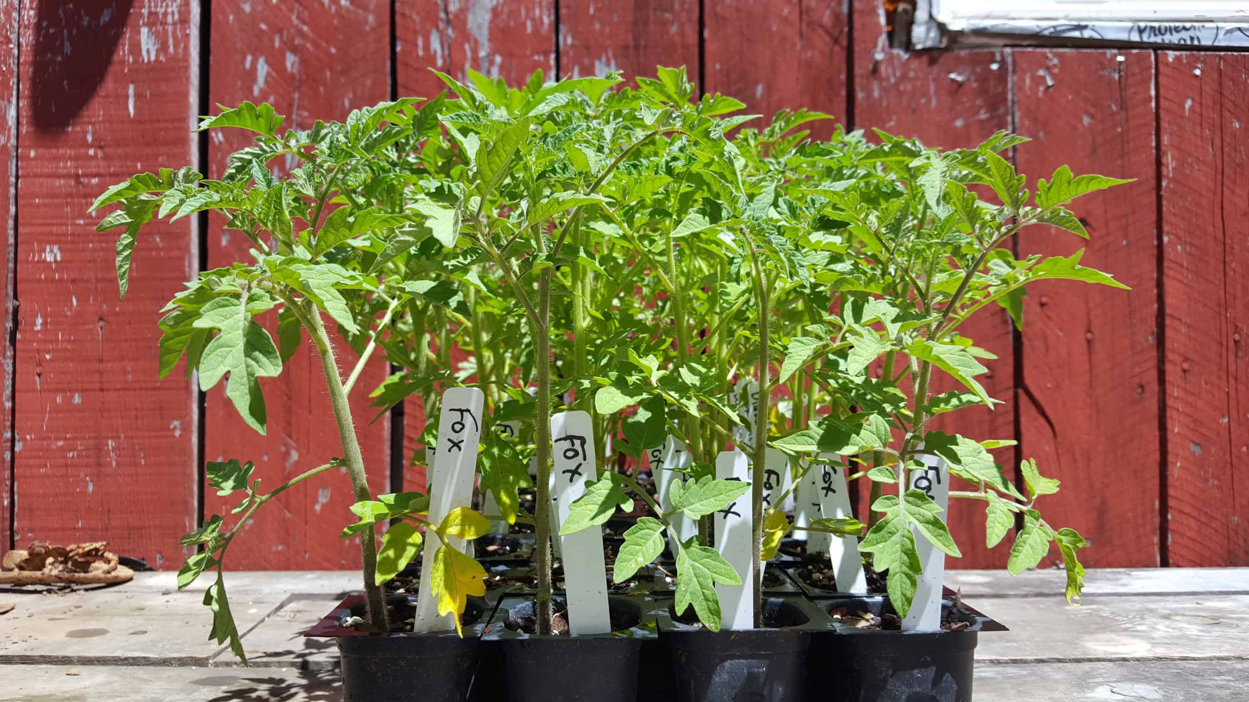 Episode 151: 5 Ways To Help Your Plants Through the Frost Cover Image