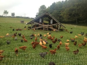 Chicken coop with free-range chickens on a homestead.