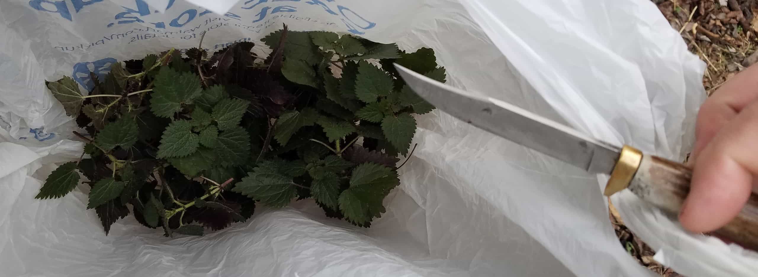 Episode 19: Ten Things A New Homesteader Should Know Cover Image