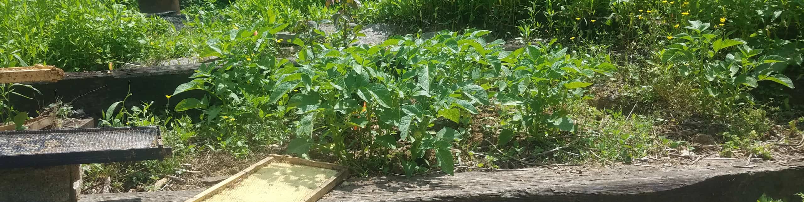 Episode 269: Tales From The Holler Homestead Cover Image