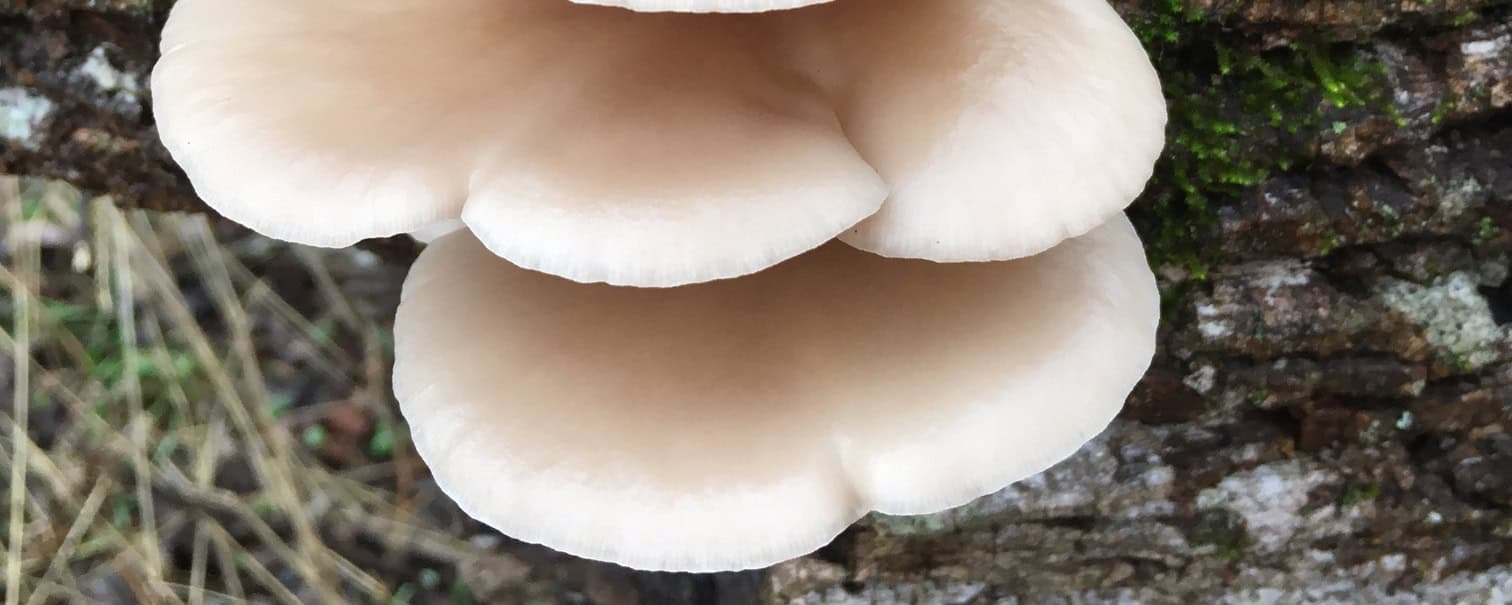 Why Build Resilience in your life – a replay Cover Image