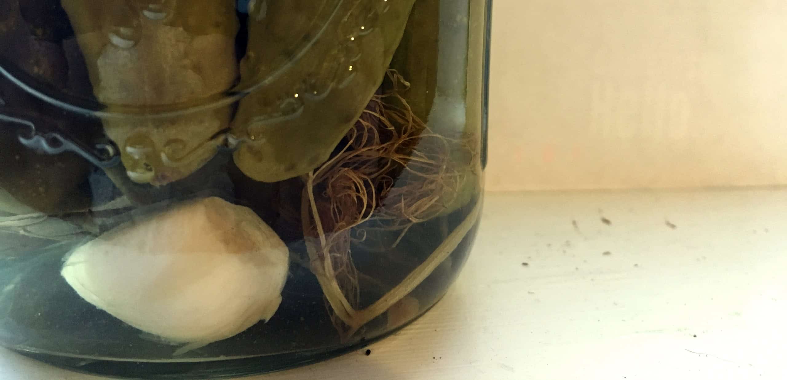 Episode 35: Homestead Update, Healthcare and Canning Fruit Cover Image