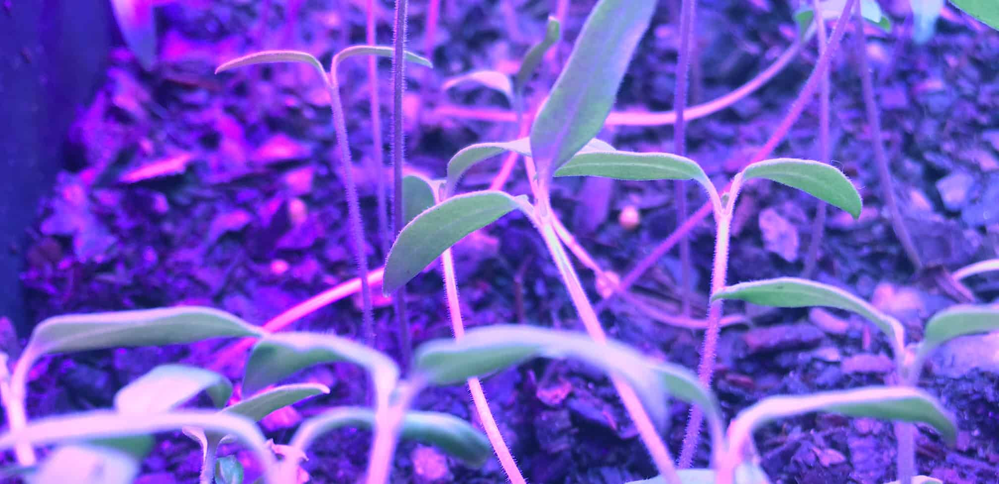 Episode 261: Starting Plants from Seed Cover Image