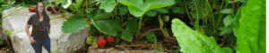 Woman harvesting strawberries in a lush garden setting.