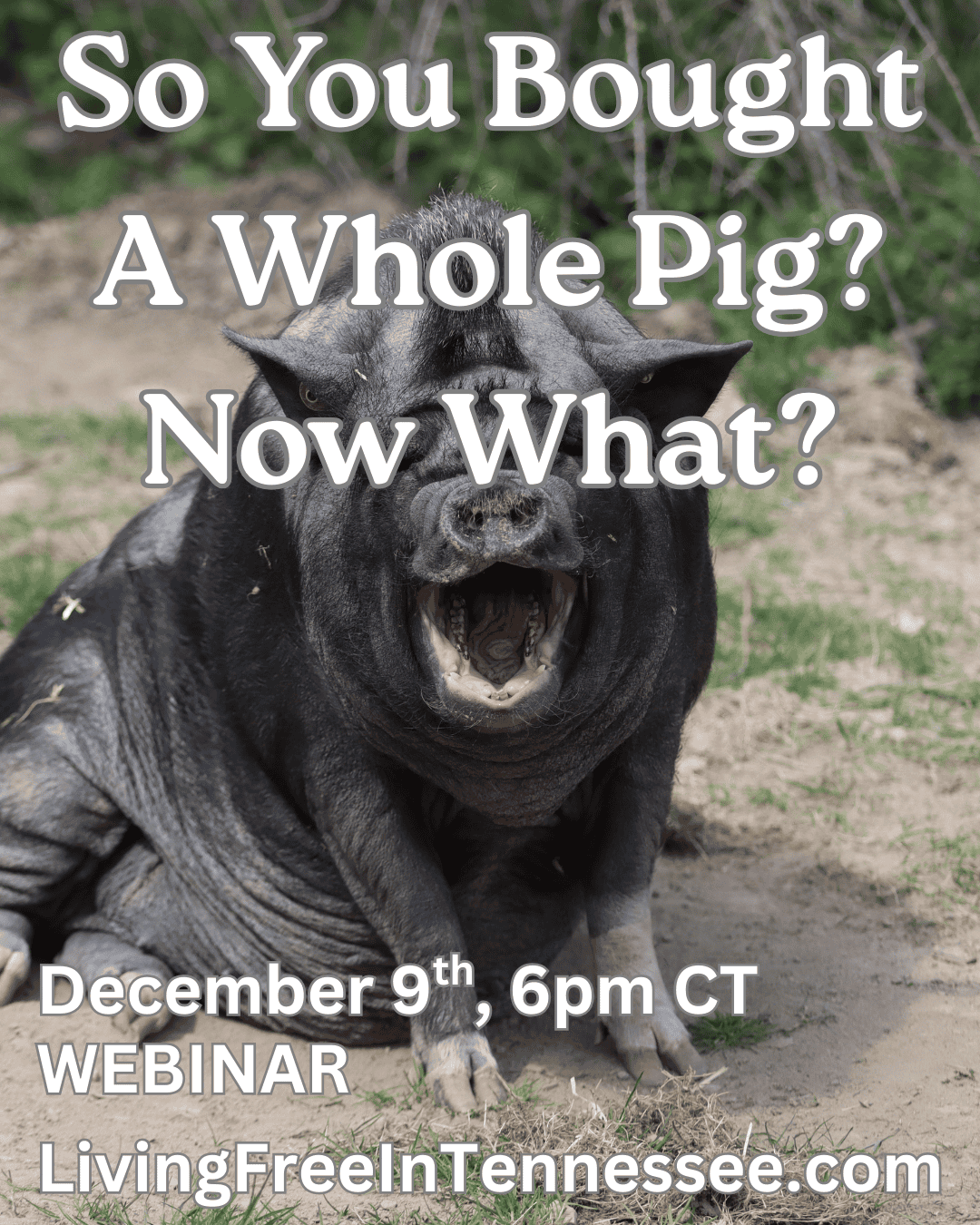 Image of a pig with open mouth, promoting a webinar on pig butchering.
