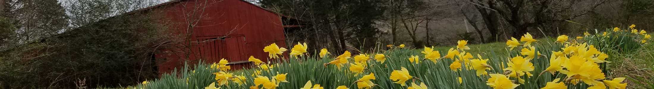 Episode 146: 5 Tools to Keep on Your Homestead Cover Image