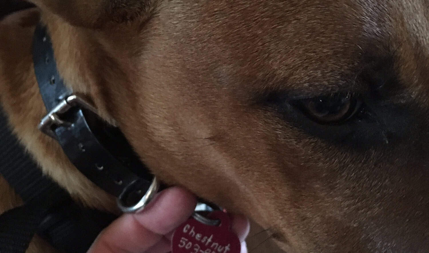 Episode 13: Three Ways to Prepare Chestnuts Cover Image