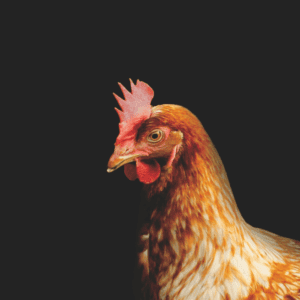 Chicken Processing Workshop