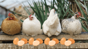 Group of chickens on a farm with eggs, showcasing backyard poultry benefits.