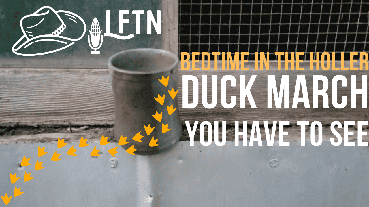 Bedtime at the Holler: The Duck March You Have to See Cover Image