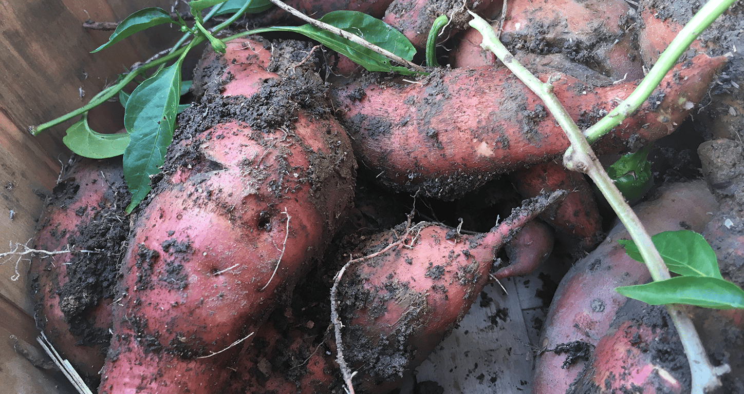 Episode 309: Planting Sweet Potatoes Cover Image