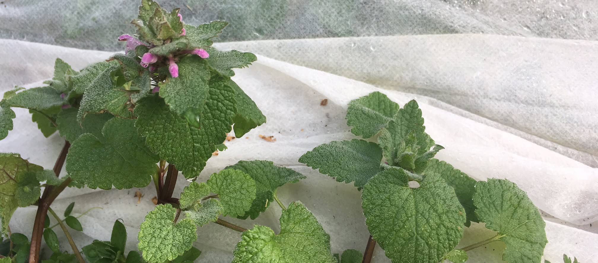 Episode 179: If You’re Not Trying Something New, You’re Doing It Wrong Cover Image