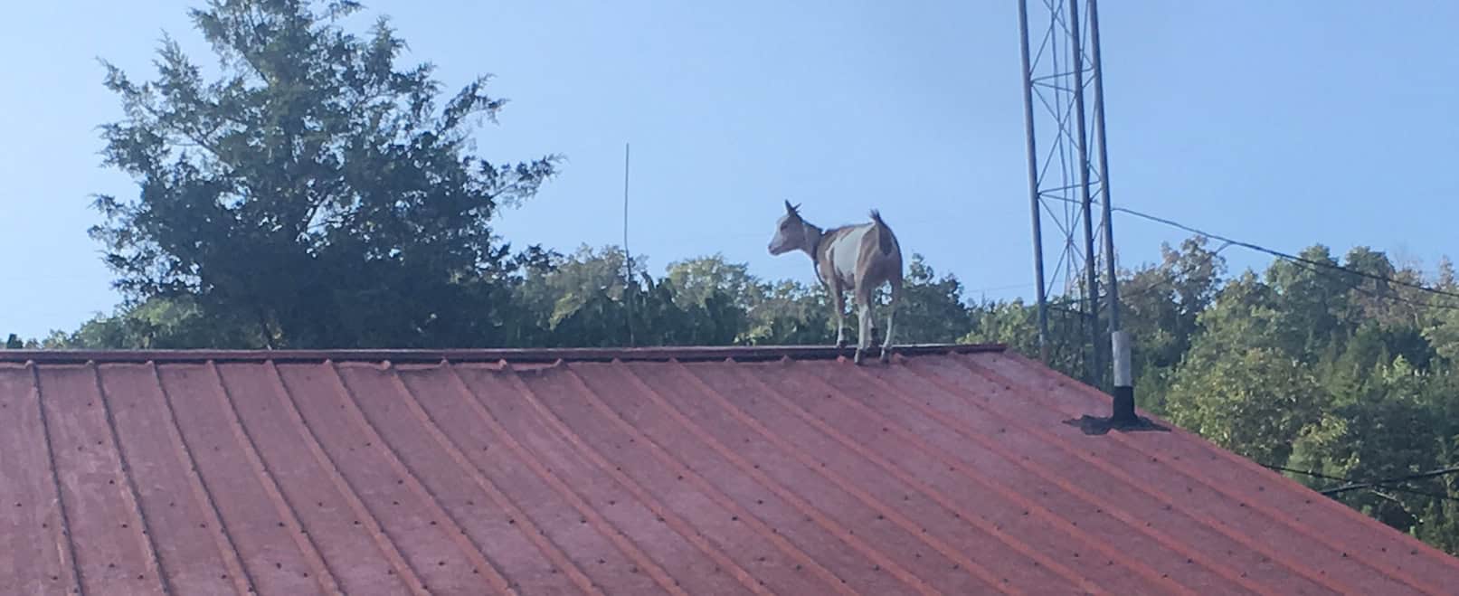 Episode 342 – Censored Cover Image