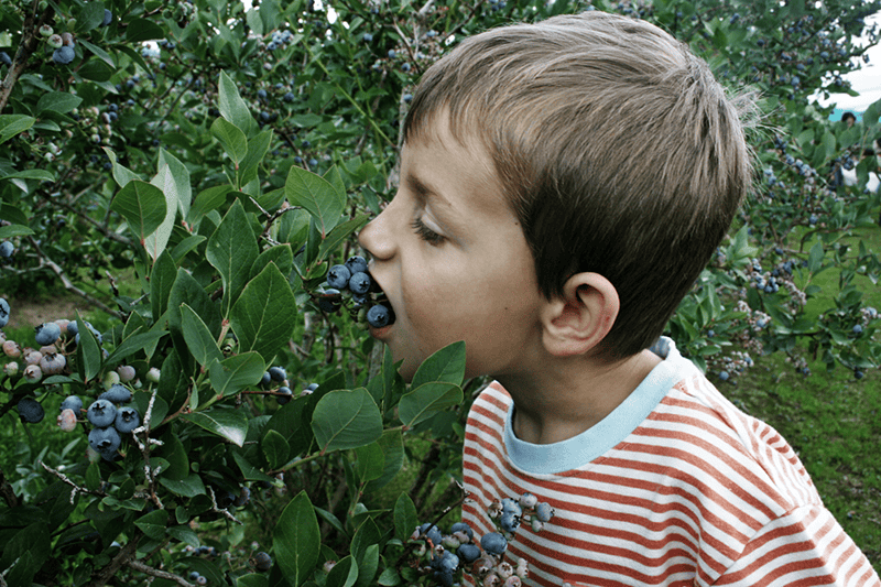 Blueberry Season! Cover Image