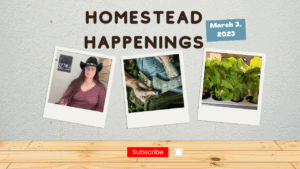 Homestead gardening and lifestyle update for March 3, 2023.