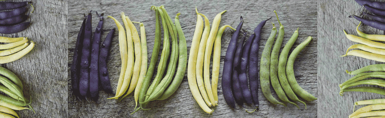 Episode 339: Canning Green Beans Cover Image