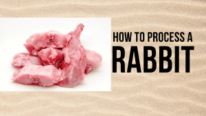 Rabbit Processing Demonstration and Meetup