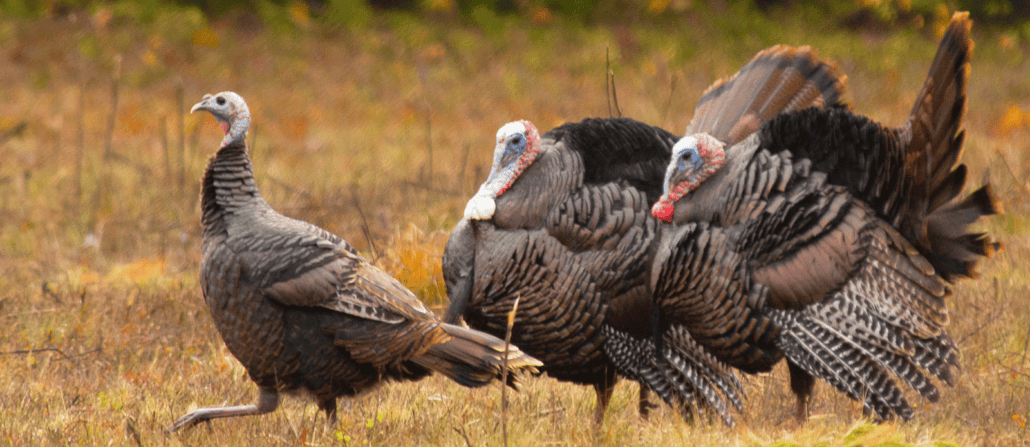 Thanksgiving Turkey Processing Day
